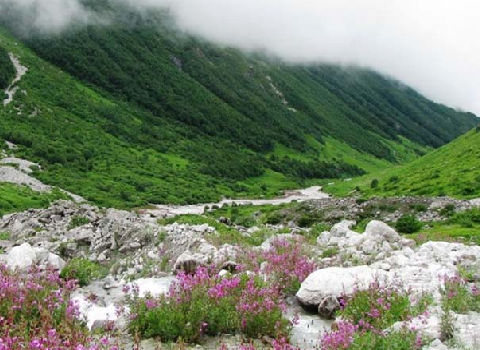 Valley of Flowers